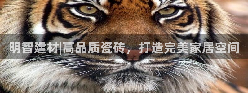 杏鑫3主管