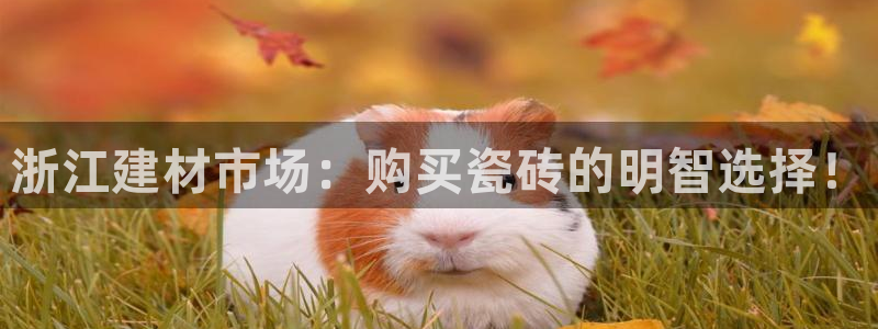 杏鑫官方平台怎么样啊